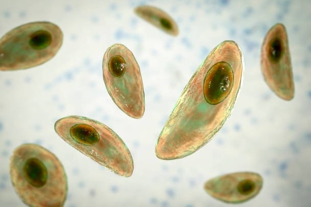 Food-Borne Parasite