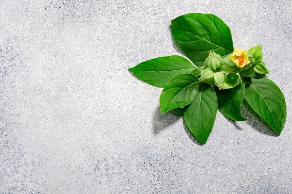 adaptogens