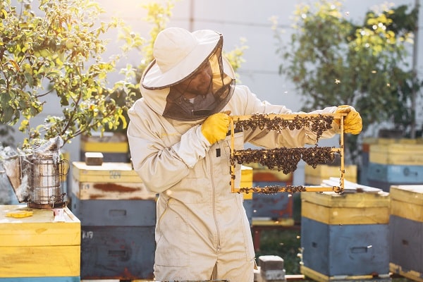 Bee Pollen And Royal Jelly