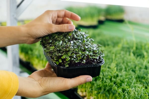Microgreens