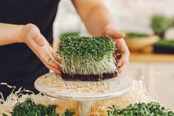 Microgreens
