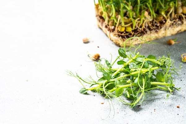 Microgreens
