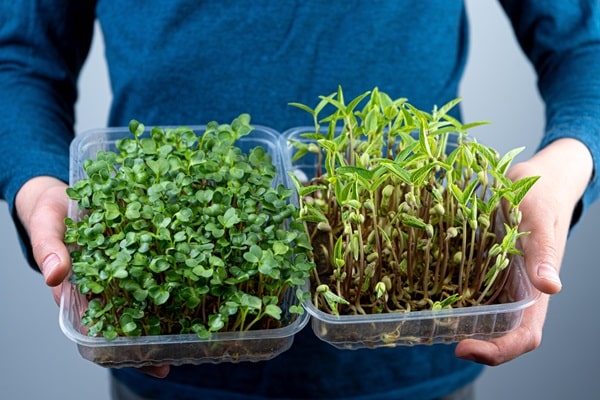 Microgreens