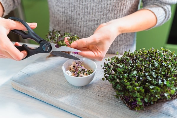 Microgreens